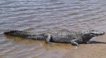 Imagen Río Yaupi 